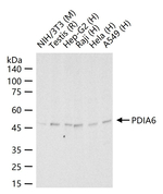 PDIA6 Antibody in Western Blot (WB)