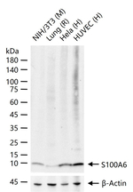S100A6 Antibody in Western Blot (WB)