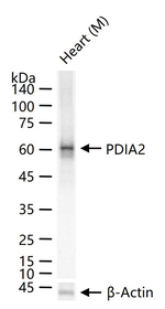 PDIA2 Recombinant Rabbit Monoclonal Antibody (9A7)