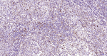 Parkin Antibody in Immunohistochemistry (Paraffin) (IHC (P))