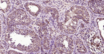 Parkin Antibody in Immunohistochemistry (Paraffin) (IHC (P))