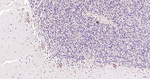 Parkin Antibody in Immunohistochemistry (Paraffin) (IHC (P))