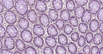Parkin Antibody in Immunohistochemistry (Paraffin) (IHC (P))