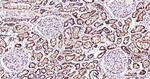 Parkin Antibody in Immunohistochemistry (Paraffin) (IHC (P))