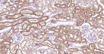 Parkin Antibody in Immunohistochemistry (Paraffin) (IHC (P))