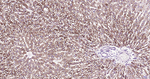 Parkin Antibody in Immunohistochemistry (Paraffin) (IHC (P))