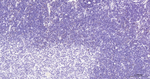 DNMT1 Antibody in Immunohistochemistry (Paraffin) (IHC (P))