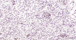 DNMT1 Recombinant Rabbit Monoclonal Antibody (1B3)