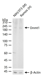 DNMT1 Antibody in Western Blot (WB)