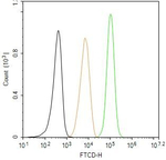 FTCD Antibody in Flow Cytometry (Flow)