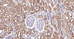 FTCD Antibody in Immunohistochemistry (Paraffin) (IHC (P))