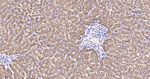 FTCD Antibody in Immunohistochemistry (Paraffin) (IHC (P))