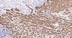 FTCD Recombinant Rabbit Monoclonal Antibody (9D5)