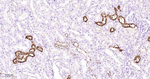 Parvalbumin Antibody in Immunohistochemistry (Paraffin) (IHC (P))