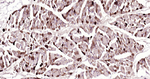 Parvalbumin Antibody in Immunohistochemistry (Paraffin) (IHC (P))