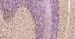 Parvalbumin Antibody in Immunohistochemistry (Paraffin) (IHC (P))