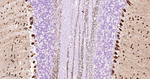 Parvalbumin Antibody in Immunohistochemistry (Paraffin) (IHC (P))