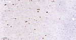 Parvalbumin Antibody in Immunohistochemistry (Paraffin) (IHC (P))