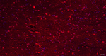 Parvalbumin Antibody in Immunohistochemistry (Paraffin) (IHC (P))