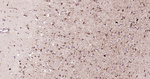 Parvalbumin Antibody in Immunohistochemistry (Paraffin) (IHC (P))