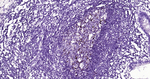 Parvalbumin Antibody in Immunohistochemistry (Paraffin) (IHC (P))