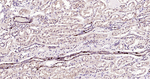 Parvalbumin Antibody in Immunohistochemistry (Paraffin) (IHC (P))