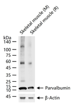 Parvalbumin Antibody in Western Blot (WB)