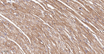 SERCA2 ATPase Antibody in Immunohistochemistry (Paraffin) (IHC (P))