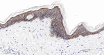 SERCA2 ATPase Antibody in Immunohistochemistry (Paraffin) (IHC (P))