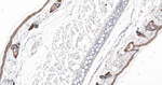 SERCA2 ATPase Antibody in Immunohistochemistry (Paraffin) (IHC (P))