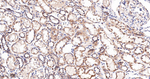 SERCA2 ATPase Antibody in Immunohistochemistry (Paraffin) (IHC (P))