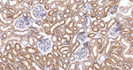 SERCA2 ATPase Antibody in Immunohistochemistry (Paraffin) (IHC (P))