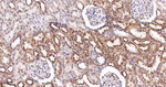 SERCA2 ATPase Antibody in Immunohistochemistry (Paraffin) (IHC (P))