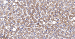 SERCA2 ATPase Antibody in Immunohistochemistry (Paraffin) (IHC (P))