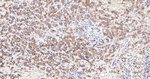 SERCA2 ATPase Antibody in Immunohistochemistry (Paraffin) (IHC (P))