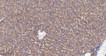 SERCA2 ATPase Antibody in Immunohistochemistry (Paraffin) (IHC (P))