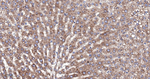SERCA2 ATPase Antibody in Immunohistochemistry (Paraffin) (IHC (P))