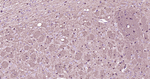CNPase Antibody in Immunohistochemistry (Paraffin) (IHC (P))