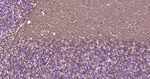 CNPase Antibody in Immunohistochemistry (Paraffin) (IHC (P))