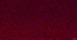 CNPase Antibody in Immunohistochemistry (Paraffin) (IHC (P))