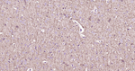 CNPase Antibody in Immunohistochemistry (Paraffin) (IHC (P))