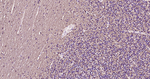 CNPase Antibody in Immunohistochemistry (Paraffin) (IHC (P))