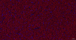CNPase Recombinant Rabbit Monoclonal Antibody (2G20)