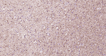 CNPase Antibody in Immunohistochemistry (Paraffin) (IHC (P))