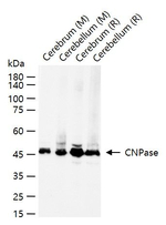 CNPase Antibody in Western Blot (WB)