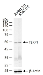 TRF1 Recombinant Rabbit Monoclonal Antibody (16G1)