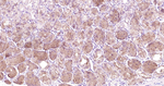 TAC1 Antibody in Immunohistochemistry (Paraffin) (IHC (P))