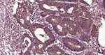 XBP1 Antibody in Immunohistochemistry (Paraffin) (IHC (P))