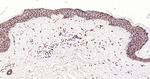 XBP1 Antibody in Immunohistochemistry (Paraffin) (IHC (P))