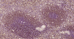 XBP1 Antibody in Immunohistochemistry (Paraffin) (IHC (P))